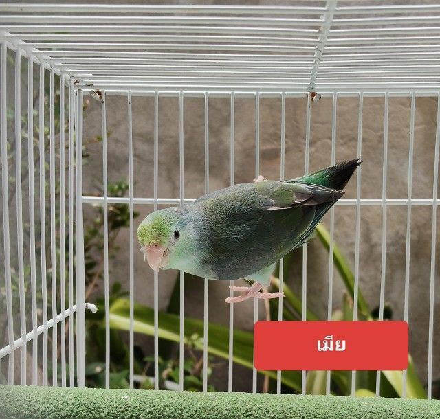 นกแก้วฟอพัส รูปที่ 2