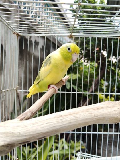 นกแก้วฟอพัส รูปที่ 4