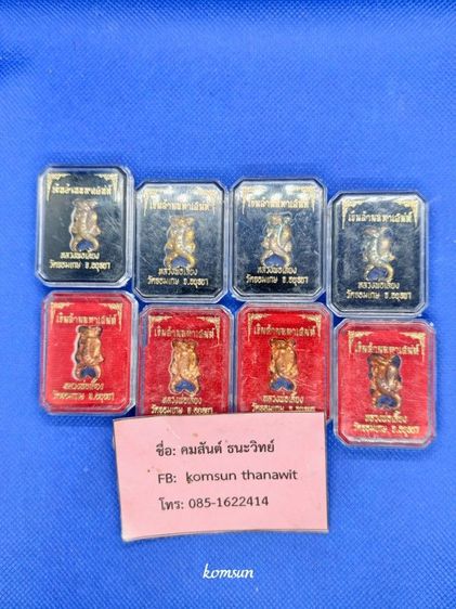 จิ้งจก หลวงพี่เลี้ยงวัด จอมเกษ 8 ตัว 600 บาท