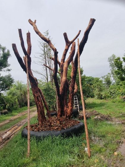 เสม็ด​แดง​สวยๆ รูปที่ 4