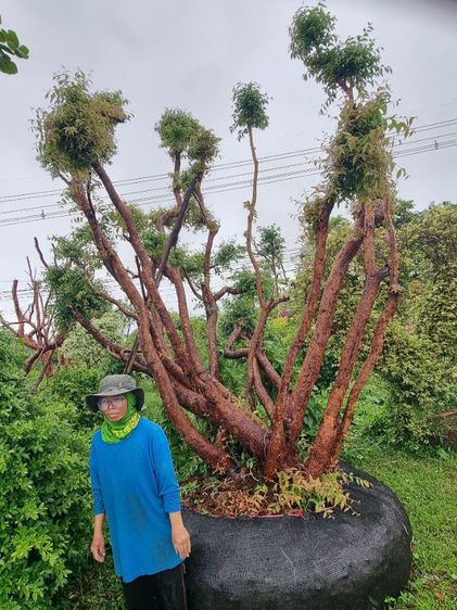 เสม็ด​แดง​สวยๆ รูปที่ 5