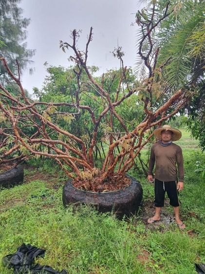 เสม็ด​แดง​สวยๆ รูปที่ 2