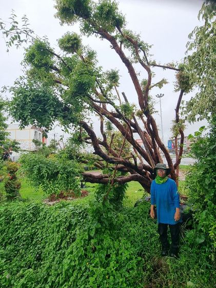 เสม็ด​แดง​สวยๆ รูปที่ 6