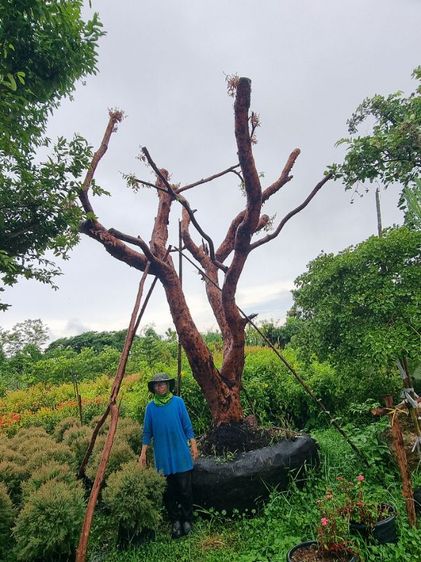 เสม็ด​แดง​สวยๆ รูปที่ 9