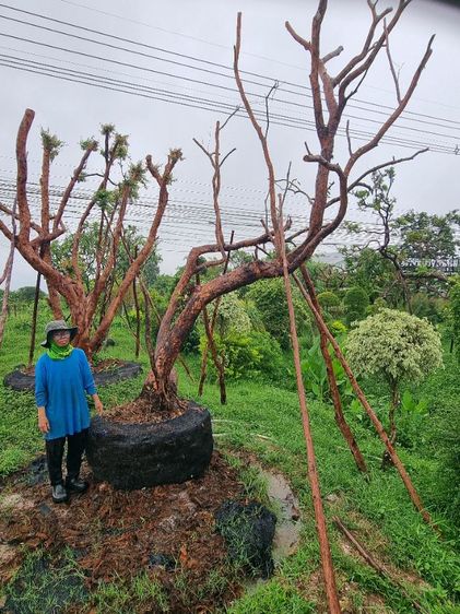 เสม็ด​แดง​สวยๆ รูปที่ 7