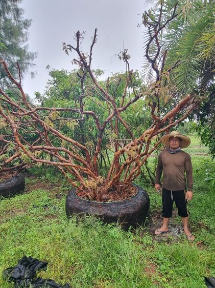 เสม็ด​แดง​สวยๆ รูปที่ 11