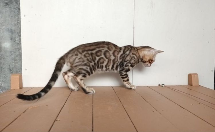 เบงกอล (Bengal House Cat) แมวเบงกอลเพศผู้