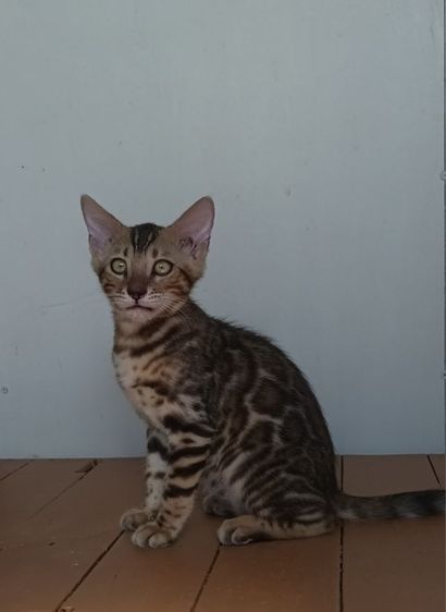 เบงกอล (Bengal House Cat) แมวเบงกอล