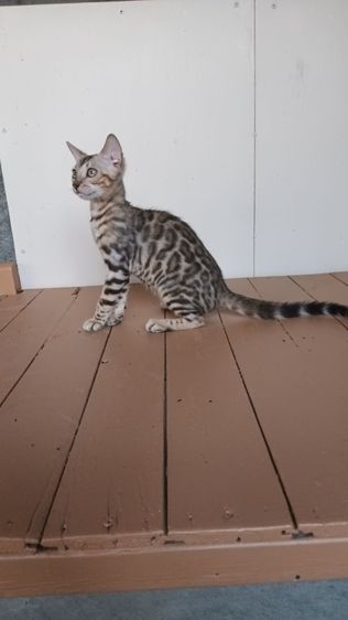เบงกอล (Bengal House Cat) แมวเบงกอลเพศเมีย