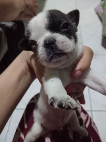 ไม่ทราบพันธุตัวไม่รรู้พ่อไหน