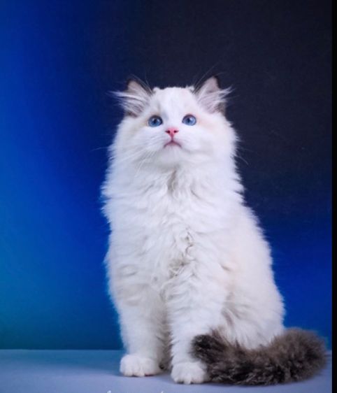 แมวแร็กดอลล์ (Ragdoll) อายุ4 เดือน