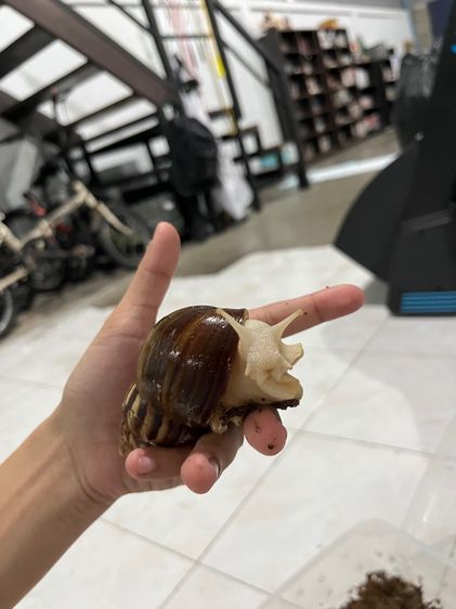 หอยทาก เจด