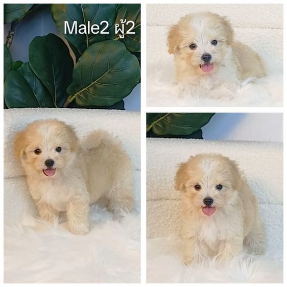 มอลทีส (Maltese) เล็ก maltipoo มอลติพู เพศผู้ สีน้ำตาลขาว พร้อมวัคซีน5โรคเข็มแรก ถ่ายพยาธิ ใบรับรองจากสัตว์แพทย์ รับประกันสุขภาพ ส่งได้ทั่วไทยทางเครื่องบิน รถแอร์