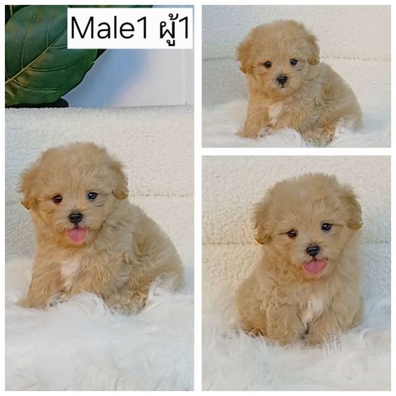 มอลทีส (Maltese) เล็ก maltipoo มอลติพู เพศผู้ สีน้ำตาล พร้อมวัคซีน5โรคเข็มแรก ถ่ายพยาธิ ใบรับรองจากสัตว์แพทย์ รับประกันสุขภาพ ส่งได้ทั่วไทย 