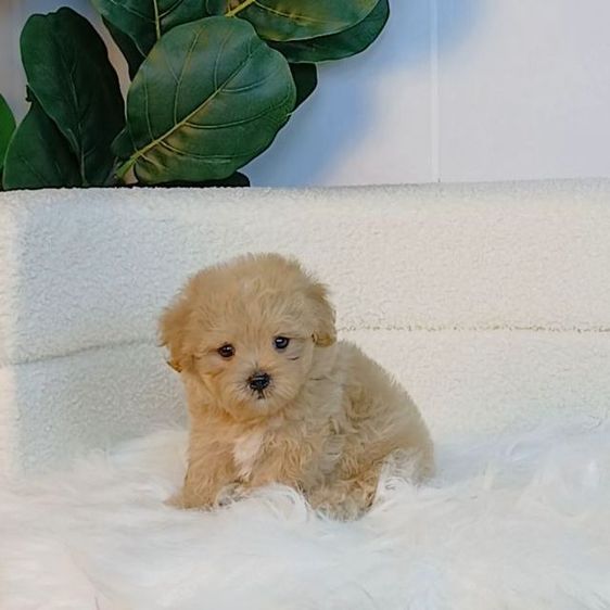 maltipoo มอลติพู เพศผู้ สีน้ำตาลขาว พร้อมวัคซีน5โรคเข็มแรก ถ่ายพยาธิ ใบรับรองจากสัตว์แพทย์ รับประกันสุขภาพ ส่งได้ทั่วไทย  รูปที่ 3