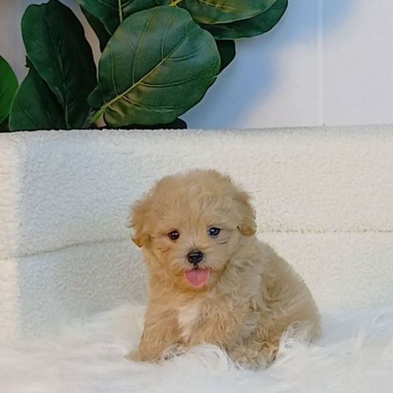 maltipoo มอลติพู เพศผู้ สีน้ำตาลขาว พร้อมวัคซีน5โรคเข็มแรก ถ่ายพยาธิ ใบรับรองจากสัตว์แพทย์ รับประกันสุขภาพ ส่งได้ทั่วไทย  รูปที่ 2