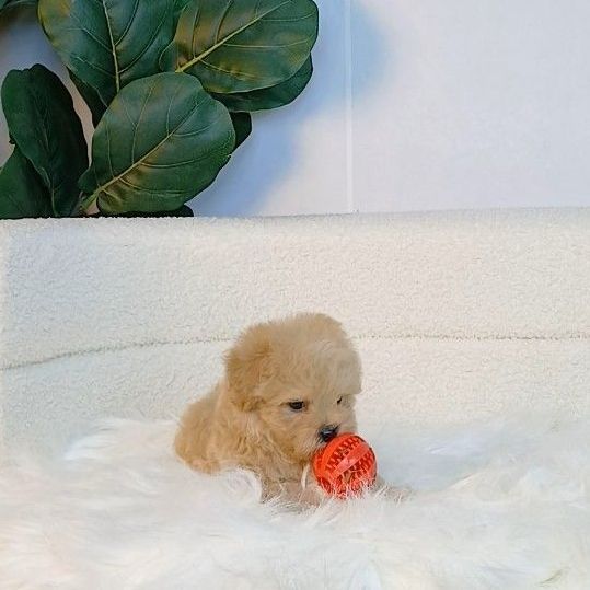 maltipoo มอลติพู เพศผู้ สีน้ำตาลขาว พร้อมวัคซีน5โรคเข็มแรก ถ่ายพยาธิ ใบรับรองจากสัตว์แพทย์ รับประกันสุขภาพ ส่งได้ทั่วไทย  รูปที่ 6