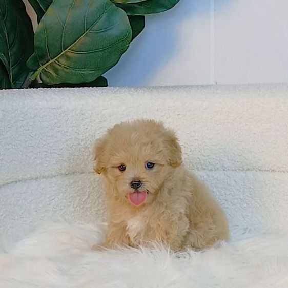maltipoo มอลติพู เพศผู้ สีน้ำตาลขาว พร้อมวัคซีน5โรคเข็มแรก ถ่ายพยาธิ ใบรับรองจากสัตว์แพทย์ รับประกันสุขภาพ ส่งได้ทั่วไทย  รูปที่ 5