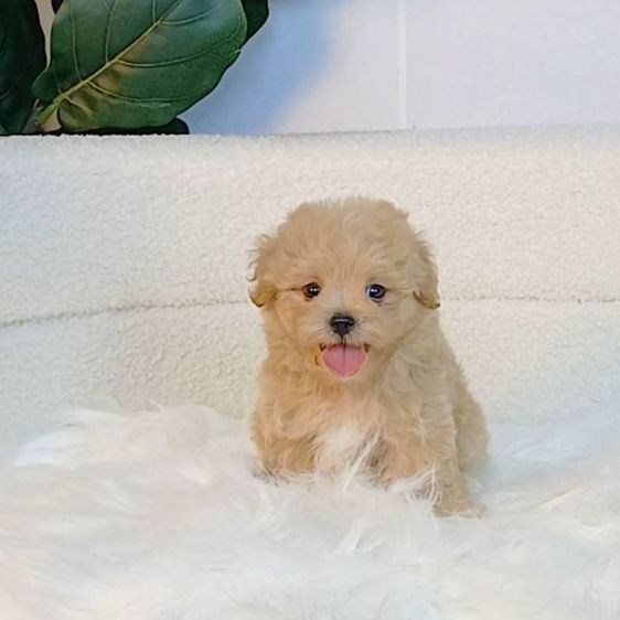 maltipoo มอลติพู เพศผู้ สีน้ำตาลขาว พร้อมวัคซีน5โรคเข็มแรก ถ่ายพยาธิ ใบรับรองจากสัตว์แพทย์ รับประกันสุขภาพ ส่งได้ทั่วไทย  รูปที่ 4