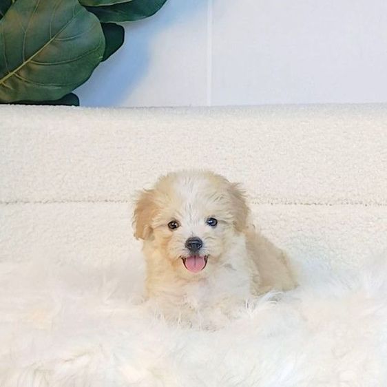 maltipoo มอลติพู เพศผู้ สีน้ำตาลขาว พร้อมวัคซีน5โรคเข็มแรก ถ่ายพยาธิ ใบรับรองจากสัตว์แพทย์ รับประกันสุขภาพ ส่งได้ทั่วไทย รูปที่ 2