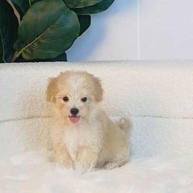 maltipoo มอลติพู เพศผู้ สีน้ำตาลขาว พร้อมวัคซีน5โรคเข็มแรก ถ่ายพยาธิ ใบรับรองจากสัตว์แพทย์ รับประกันสุขภาพ ส่งได้ทั่วไทย รูปที่ 4