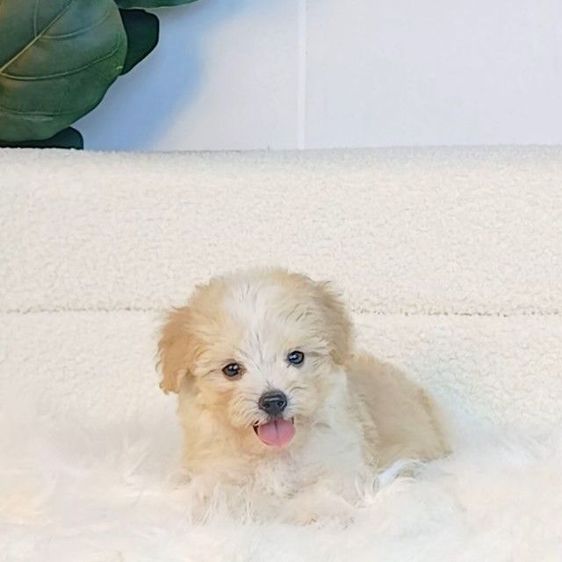 maltipoo มอลติพู เพศผู้ สีน้ำตาลขาว พร้อมวัคซีน5โรคเข็มแรก ถ่ายพยาธิ ใบรับรองจากสัตว์แพทย์ รับประกันสุขภาพ ส่งได้ทั่วไทย รูปที่ 3