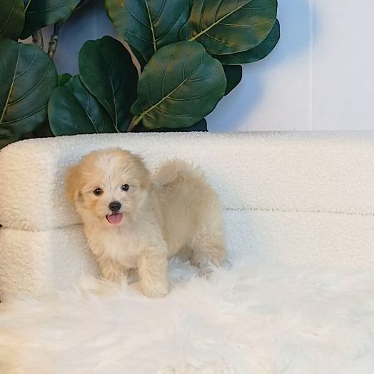 maltipoo มอลติพู เพศผู้ สีน้ำตาลขาว พร้อมวัคซีน5โรคเข็มแรก ถ่ายพยาธิ ใบรับรองจากสัตว์แพทย์ รับประกันสุขภาพ ส่งได้ทั่วไทย รูปที่ 5