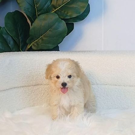 maltipoo มอลติพู เพศผู้ สีน้ำตาลขาว พร้อมวัคซีน5โรคเข็มแรก ถ่ายพยาธิ ใบรับรองจากสัตว์แพทย์ รับประกันสุขภาพ ส่งได้ทั่วไทย รูปที่ 6