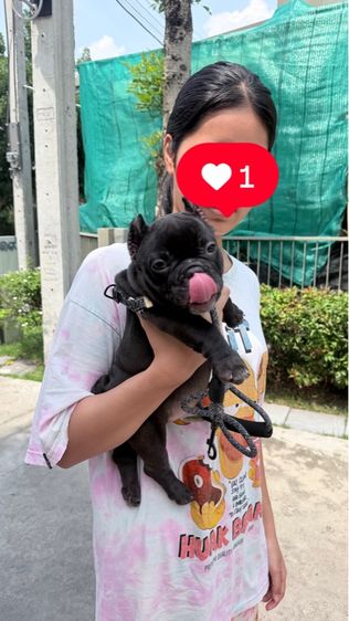 อเมริกัน บูลลี่ รูปที่ 4