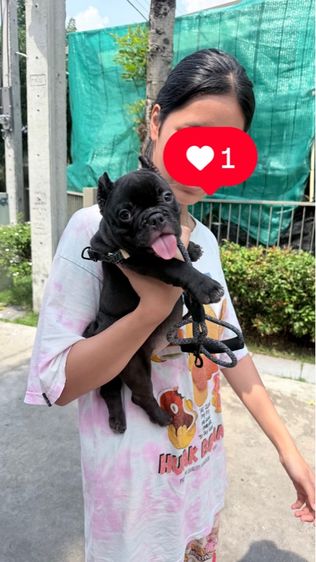 อเมริกัน บูลลี่ รูปที่ 5