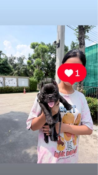อเมริกัน บูลลี่ รูปที่ 2
