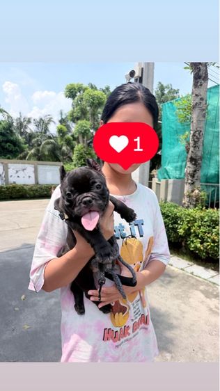 อเมริกัน บูลลี่ รูปที่ 7