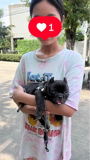 อเมริกัน บูลลี่ รูปที่ 3