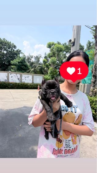 บูลลี่ (Bully) เล็ก อเมริกัน บูลลี่
