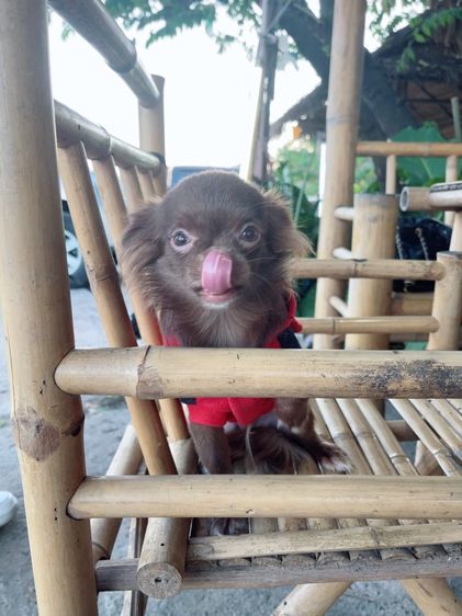 ชิวาวา (Chihuahua) เล็ก สัตว์เลี้ยง