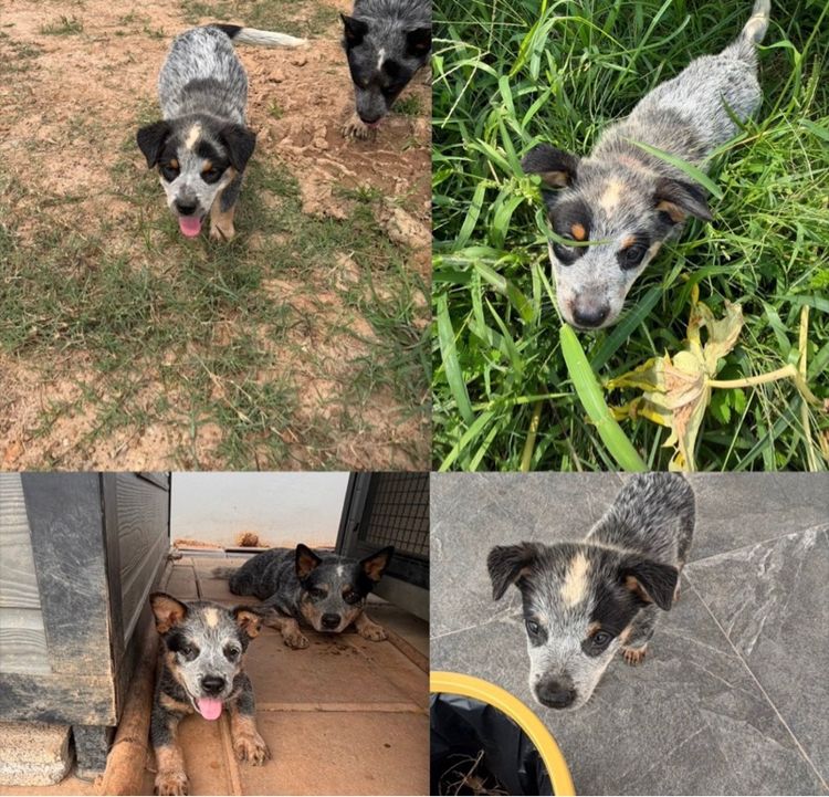 Australian Cattledog puppys