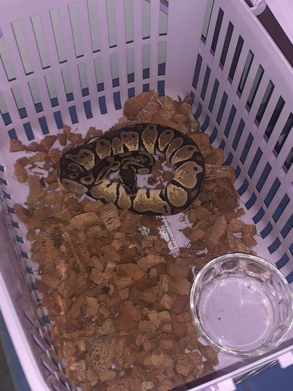 งู ball python