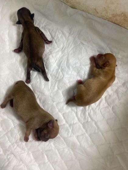 ชิวาวา (Chihuahua) เล็ก ชิวาว่าแท้ครับน่ารักๆมาจับจองกีนครับ