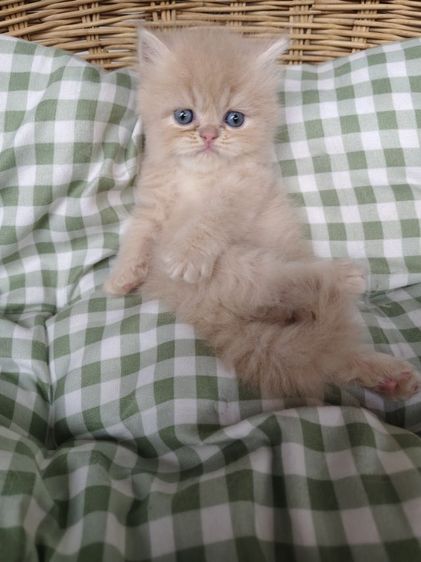 แมวเปอร์เซีย รูปที่ 7