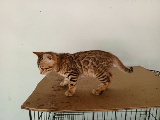 เบงกอล (Bengal House Cat) แมวเบงกอล