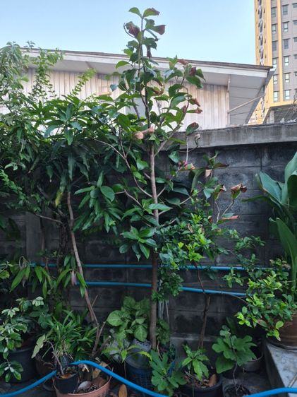 ขายเปียโน รูปที่ 2