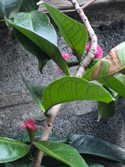 ขายเปียโน รูปที่ 4