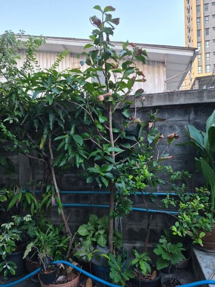 ขายต้นชมพู่มะเหมี่ยว