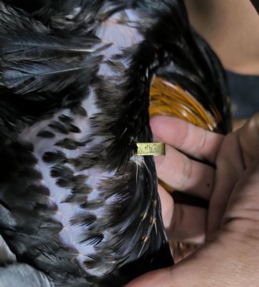 เปิดจองลูกไก่ (สายทันใจ) รูปที่ 3