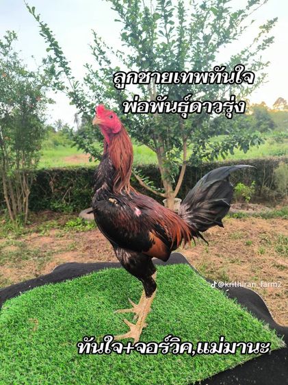 เปิดจองลูกไก่ (สายทันใจ)