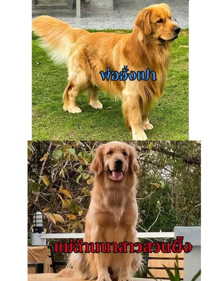 ลูกโกลเด้นรีทรีฟเวอร์ รูปที่ 3