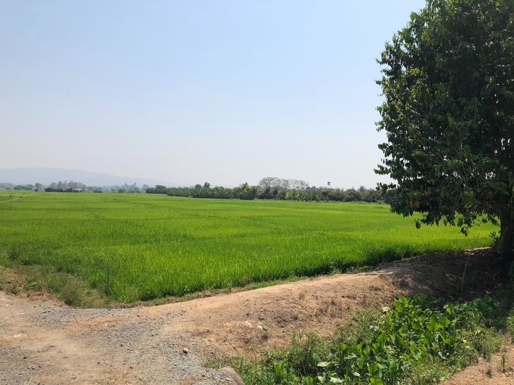 ขายที่ดิน รูปที่ 4