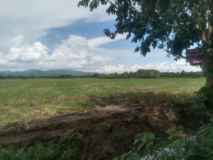 ขายที่ดิน รูปที่ 3
