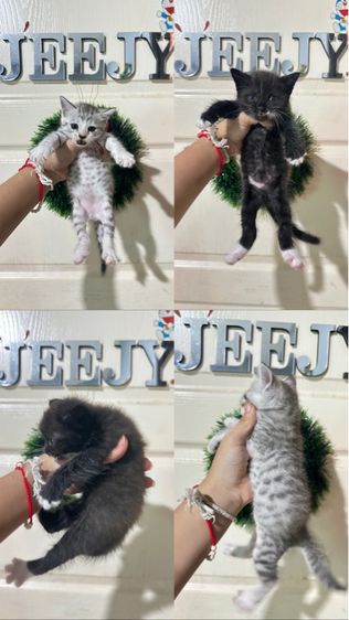 ลูกแมว ตัวอ้วนๆ
