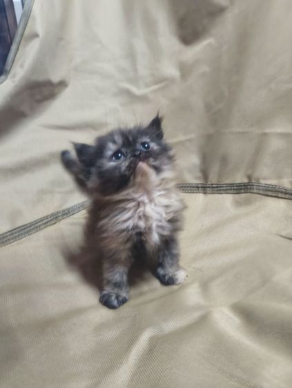 ลูกแมวเปอร์เซีย